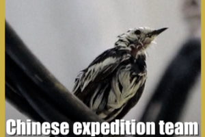 Chinese_Expedition_Rescues_Migratory_Birds_in_Indian_Ocean_Mission video poster