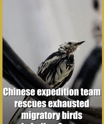 Chinese_Expedition_Rescues_Migratory_Birds_in_Indian_Ocean_Mission video poster
