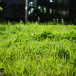 Chinese_Scientists_Develop_Zero_Pollution_Microbial_Herbicide