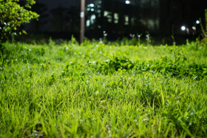 Chinese_Scientists_Develop_Zero_Pollution_Microbial_Herbicide