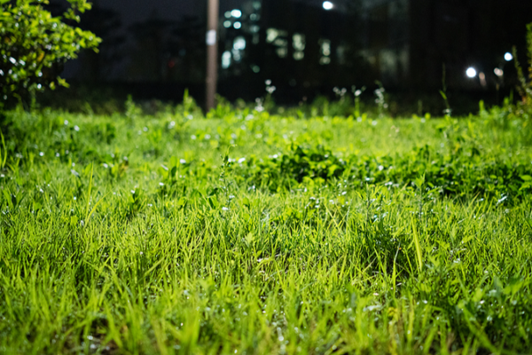 Chinese_Scientists_Develop_Zero_Pollution_Microbial_Herbicide