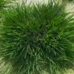 Chinese_Scientists_Develop__Longevity_Rice__Using_Ancient_Genes_to_Revolutionize_Farming