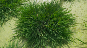 Chinese_Scientists_Develop__Longevity_Rice__Using_Ancient_Genes_to_Revolutionize_Farming