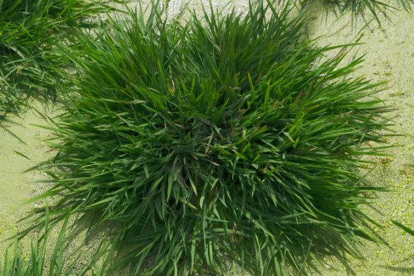 Chinese_Scientists_Develop__Longevity_Rice__Using_Ancient_Genes_to_Revolutionize_Farming