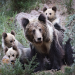 Chinese_Scientists_Propose_Timely_Strategy_to_Reduce_Human_Wildlife_Conflicts