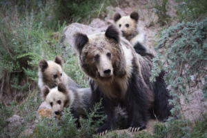 Chinese_Scientists_Propose_Timely_Strategy_to_Reduce_Human_Wildlife_Conflicts