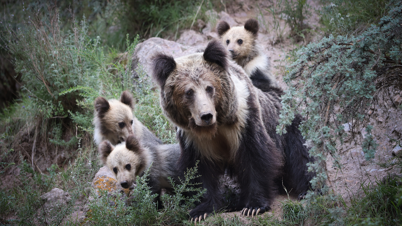 Chinese_Scientists_Propose_Timely_Strategy_to_Reduce_Human_Wildlife_Conflicts