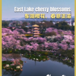 East_Lake_Cherry_Blossoms_Paint_Wuhan_in_Spring_Hues video poster