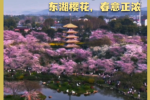 East_Lake_Cherry_Blossoms_Paint_Wuhan_in_Spring_Hues video poster