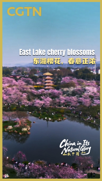 East_Lake_Cherry_Blossoms_Paint_Wuhan_in_Spring_Hues video poster