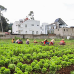 Empowering_Africa_s_Women_Farmers_Key_to_Continental_Food_Security