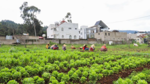 Empowering_Africa_s_Women_Farmers_Key_to_Continental_Food_Security