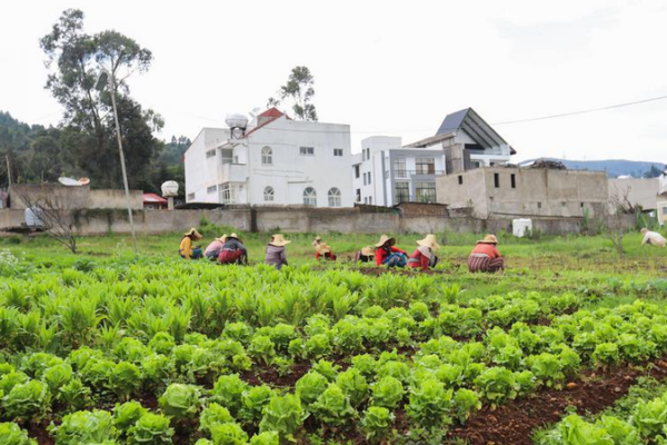 Empowering_Africa_s_Women_Farmers_Key_to_Continental_Food_Security