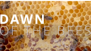 Empowering_Communities_Through_Ethical_Beekeeping_in_South_Africa video poster