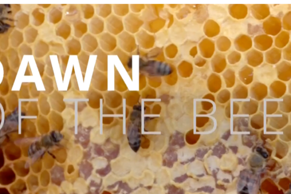 Empowering_Communities_Through_Ethical_Beekeeping_in_South_Africa video poster