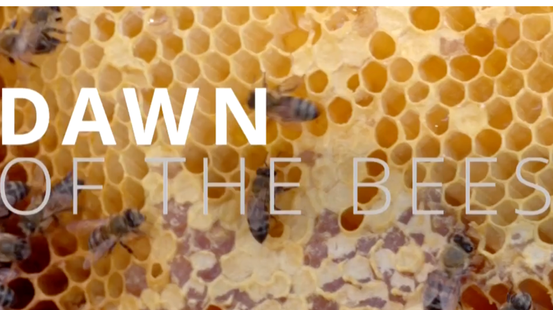 Empowering_Communities_Through_Ethical_Beekeeping_in_South_Africa video poster