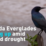 Florida_Everglades_Crisis_Highlights_Global_Water_Challenges_Ahead_of_World_Water_Day video poster