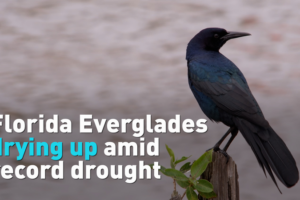 Florida_Everglades_Crisis_Highlights_Global_Water_Challenges_Ahead_of_World_Water_Day video poster