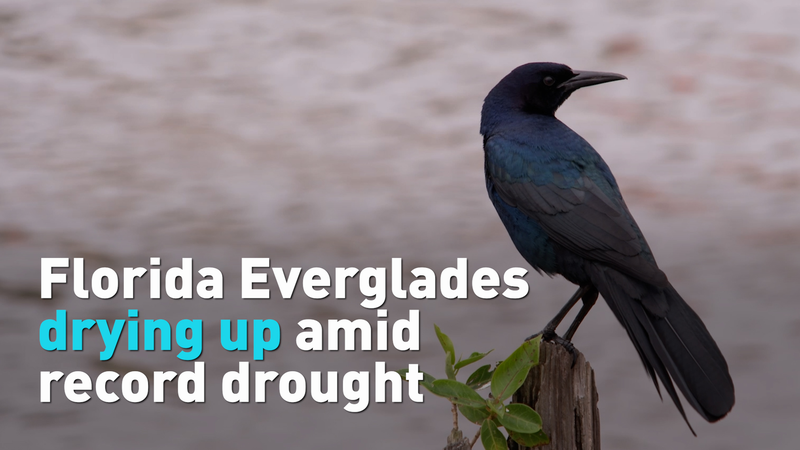 Florida_Everglades_Crisis_Highlights_Global_Water_Challenges_Ahead_of_World_Water_Day video poster