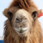 Fukang_s_Camel_Industry_Spurs_Economic_Growth_in_Xinjiang video poster