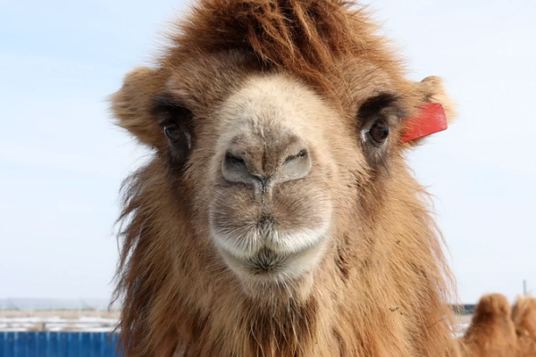 Fukang_s_Camel_Industry_Spurs_Economic_Growth_in_Xinjiang video poster