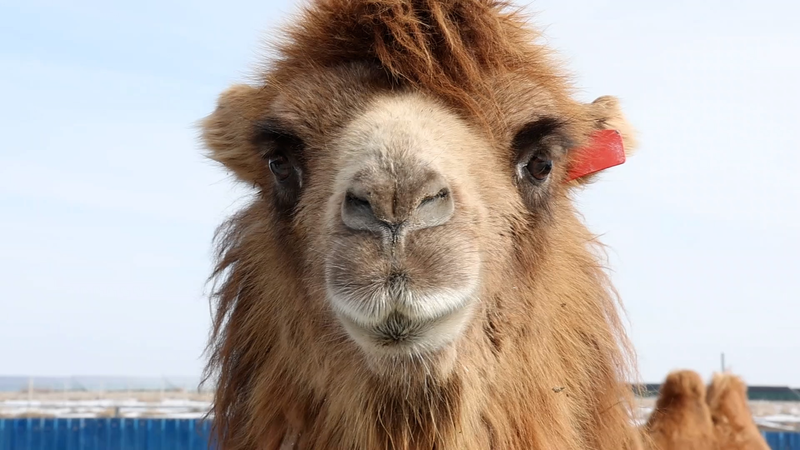 Fukang_s_Camel_Industry_Spurs_Economic_Growth_in_Xinjiang_poster - Khabar Asia Fukang_s_Camel_Industry_Spurs_Economic_Growth_in_Xinjiang video poster