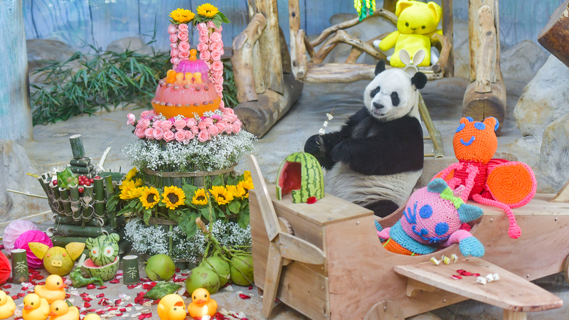 Giant_Pandas_Shine_as_Boao_Forum_2026_Kicks_Off_in_Hainan video poster