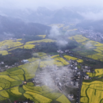 Golden_Blooms_Transform_Anhui_Village_into_Spring_Tourism_Hotspot video poster