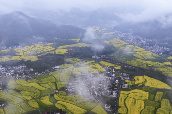 Golden_Blooms_Transform_Anhui_Village_into_Spring_Tourism_Hotspot video poster