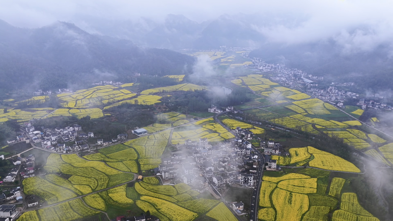 Golden_Blooms_Transform_Anhui_Village_into_Spring_Tourism_Hotspot video poster