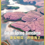 Gui_an_Cherry_Blossoms_Paint_Southwest_China_in_Pink_poster - Khabar Asia Gui_an_Cherry_Blossoms_Paint_Southwest_China_in_Pink video poster