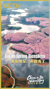 Gui_an_Cherry_Blossoms_Paint_Southwest_China_in_Pink video poster