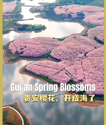 Gui_an_Cherry_Blossoms_Paint_Southwest_China_in_Pink video poster