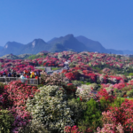 Guizhou_s_Azalea_Blooms_Paint_Mountains_in_Vibrant_Hues video poster