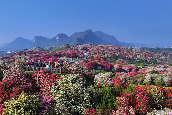 Guizhou_s_Azalea_Blooms_Paint_Mountains_in_Vibrant_Hues video poster