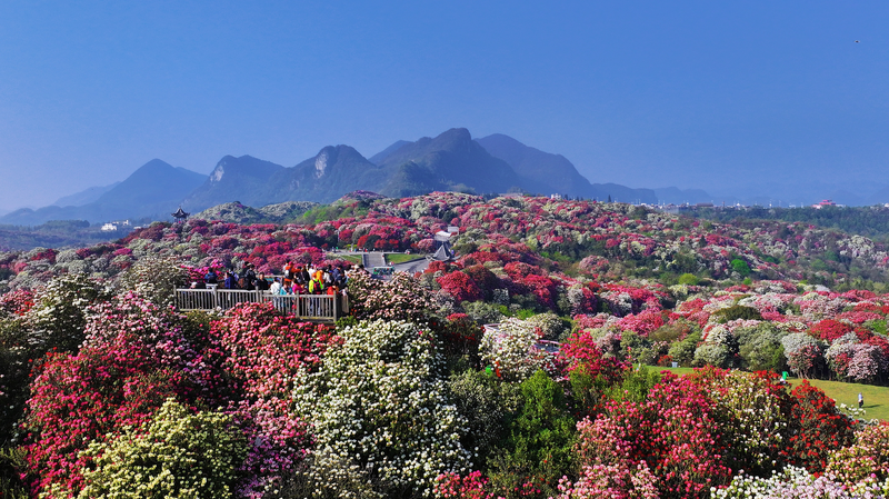 Guizhou_s_Azalea_Blooms_Paint_Mountains_in_Vibrant_Hues_poster - Khabar Asia Guizhou_s_Azalea_Blooms_Paint_Mountains_in_Vibrant_Hues video poster