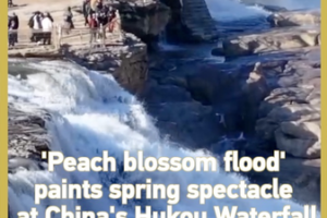 Hukou_Waterfall_s__Peach_Blossom_Flood__Captivates_Visitors_in_2026 video poster
