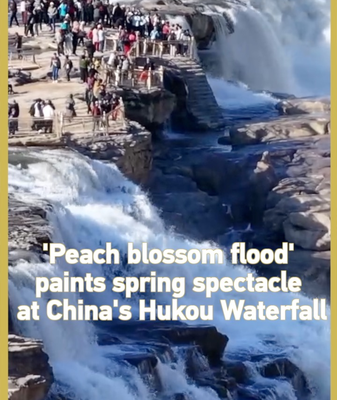 Hukou_Waterfall_s__Peach_Blossom_Flood__Captivates_Visitors_in_2026 video poster
