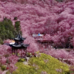 IU2WNNMRJMGNR6RWGI9S - Khabar Asia China’s Spring Blossoms Draw Record Crowds in 2026 video poster