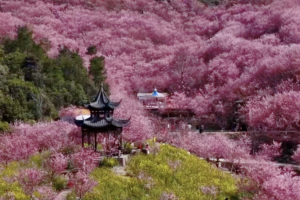 China’s Spring Blossoms Draw Record Crowds in 2026 video poster