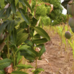 Kenyan_Mango_Farmers_Struggle_Amid_Export_Slump__Post_Harvest_Losses video poster