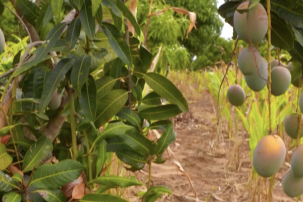 Kenyan_Mango_Farmers_Struggle_Amid_Export_Slump__Post_Harvest_Losses video poster