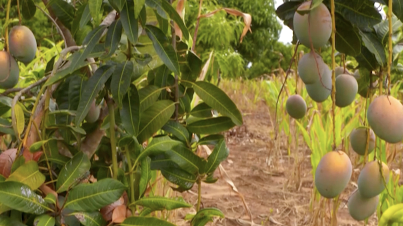 Kenyan_Mango_Farmers_Struggle_Amid_Export_Slump__Post_Harvest_Losses video poster