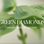 Lesotho_s_Hydroponic_Revolution_Tackles_Food_Security_Amid_Climate_Challenges video poster