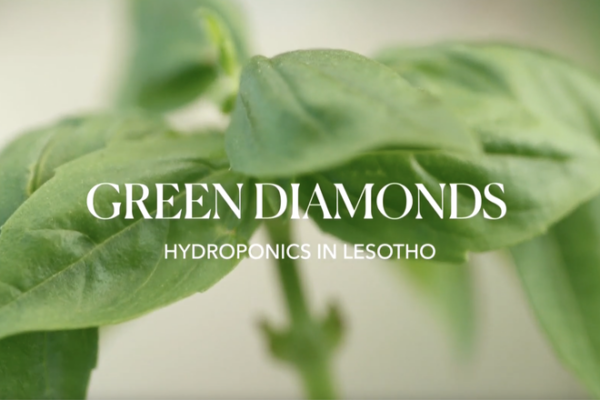 Lesotho_s_Hydroponic_Revolution_Tackles_Food_Security_Amid_Climate_Challenges video poster