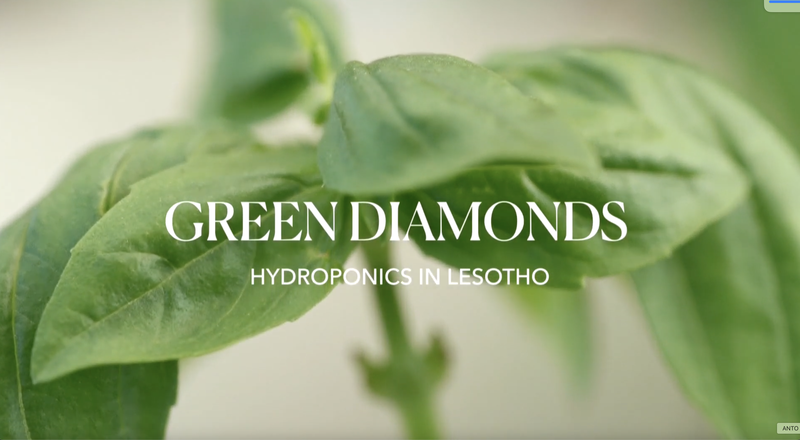 Lesotho_s_Hydroponic_Revolution_Tackles_Food_Security_Amid_Climate_Challenges video poster