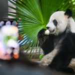 Live__Giant_Pandas_Steal_Spotlight_Ahead_of_2026_Boao_Forum video poster
