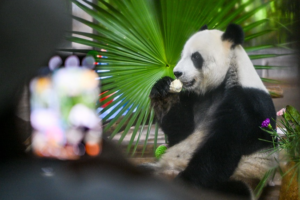 Live__Giant_Pandas_Steal_Spotlight_Ahead_of_2026_Boao_Forum video poster
