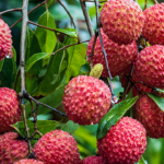 Middle_East_Conflict_Disrupts_South_Africa_s_Fruit_Exports__Sparks_Supply_Chain_Crisis