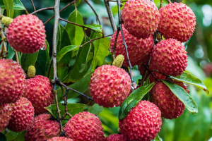 Middle_East_Conflict_Disrupts_South_Africa_s_Fruit_Exports__Sparks_Supply_Chain_Crisis